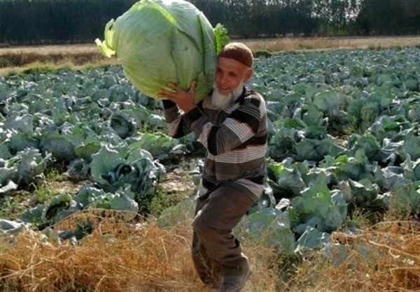 برداشت کلمهای 50 کیلویی در البستان + عکس