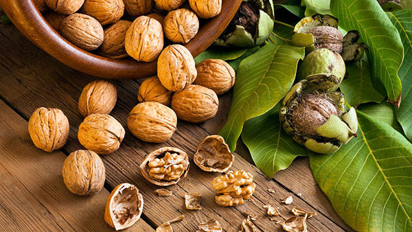 اگر یک عدد گردو بخوریم چه اتفاقیمی افتد؟